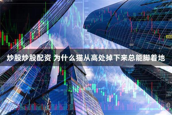 炒股炒股配资 为什么猫从高处掉下来总能脚着地